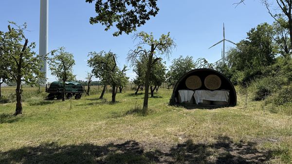 Bestand an alten Obstbäumen auf der Streuobstwiese Neubraunshain (Foto: Landratsamt Altenburger Land)