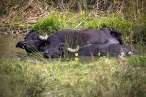 Wasserbüffel (Foto: Mauritianum Altenburg)