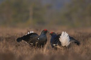 Birkhahn (Foto: Adrian Gerloff)