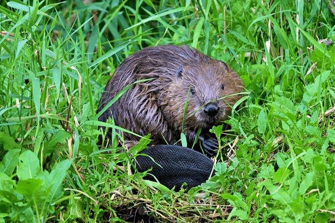 Biber (Foto: S. Heidler)