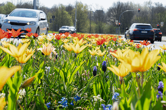 Stadtgärtner sorgen für frische Farbtupfer. (Foto: Franziska Ebert )