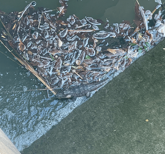 Krokodil im Teich !!! (Foto: Feuerwehr Altenburg)