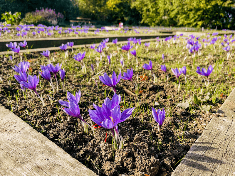 Safran pflücken im Altenburger Land (Foto: TVAL-Saskia-Landgraf)